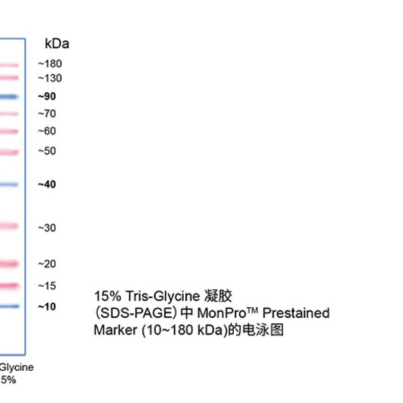 蛋白电泳&免疫印迹（莫纳）