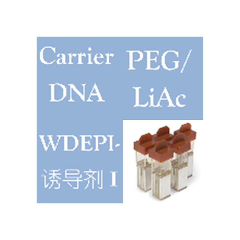 感受态细胞配套产品（PEG/LiAc,Carrier DNA,EPI诱导剂）